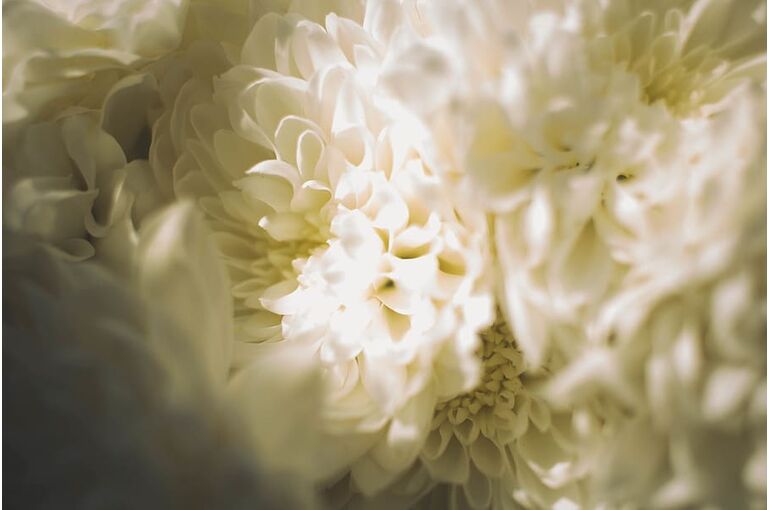 germany-chrysanthemum-flower